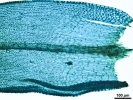 Lewinskya sordida