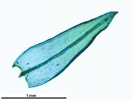 Lewinskya sordida