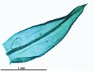 Lewinskya sordida