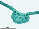 Lewinskya sordida