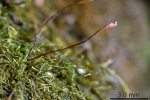 Serpoleskea confervoides