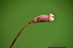 Serpoleskea confervoides