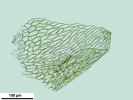 Brachythecium turgidum