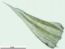 Brachythecium turgidum