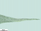 Brachythecium turgidum