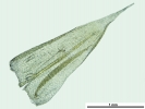 Brachythecium turgidum