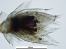 Brachythecium turgidum