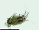 Brachythecium turgidum