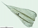 Brachythecium turgidum