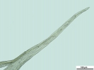 Brachythecium turgidum