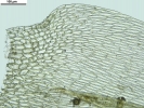Brachythecium turgidum