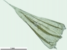 Brachythecium turgidum