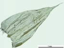 Brachythecium turgidum