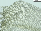 Brachythecium turgidum
