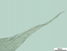 Brachythecium turgidum