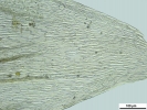 Brachythecium turgidum