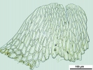 Brachythecium turgidum