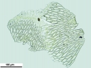 Brachythecium turgidum