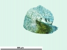Brachythecium turgidum