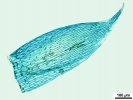 Brachythecium turgidum