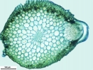 Brachythecium turgidum
