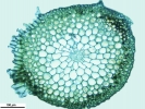 Brachythecium turgidum