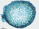 Brachythecium turgidum