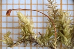 Brachythecium campestre