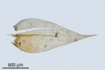 Brachythecium campestre