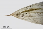 Brachythecium campestre