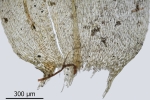 Brachythecium campestre