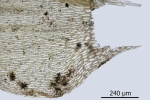 Brachythecium campestre