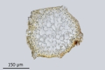 Brachythecium campestre