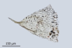 Brachythecium campestre