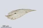 Brachythecium campestre