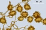 Reboulia hemisphaerica