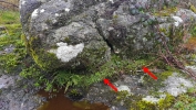 Reboulia hemisphaerica