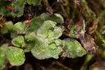 Reboulia hemisphaerica