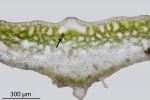 Reboulia hemisphaerica