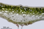 Reboulia hemisphaerica