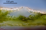 Reboulia hemisphaerica