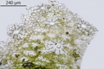Reboulia hemisphaerica