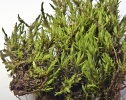 Didymodon nicholsonii