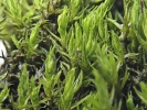 Didymodon nicholsonii