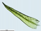 Didymodon nicholsonii