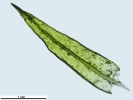 Didymodon nicholsonii
