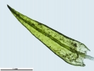 Didymodon nicholsonii