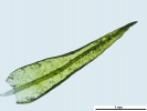 Didymodon nicholsonii