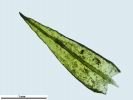Didymodon nicholsonii