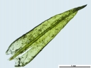 Didymodon nicholsonii